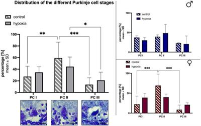 Innovative in vivo rat model for global cerebral hypoxia: a new approach to investigate therapeutic and preventive drugs